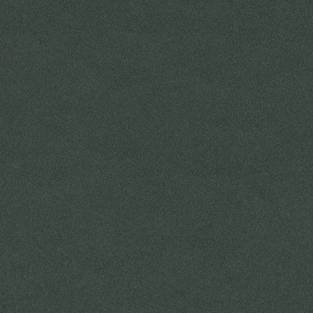 Conifer